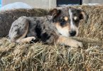 Blue heeler Aussie Mix