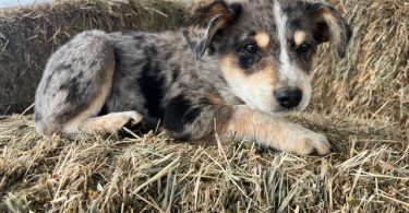 Blue heeler Aussie Mix