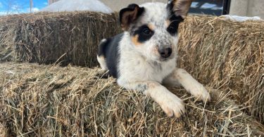 Blue heeler Aussie Mix