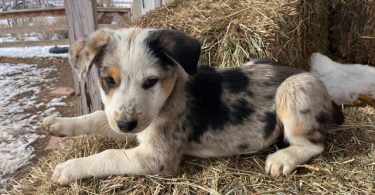 Blue heeler Aussie Mix