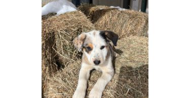 Blue heeler Aussie Mix