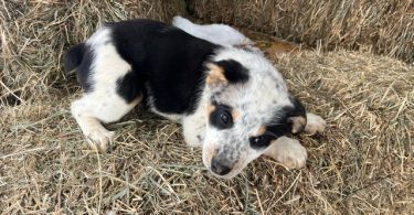 Blue heeler Aussie Mix
