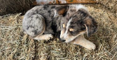 Blue heeler Aussie Mix