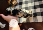 German Shepherd Great Dane mix puppies
