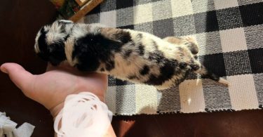 German Shepherd Great Dane mix puppies