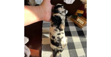 German Shepherd Great Dane mix puppies