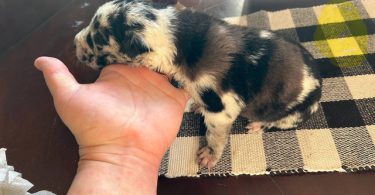 German Shepherd Great Dane mix puppies