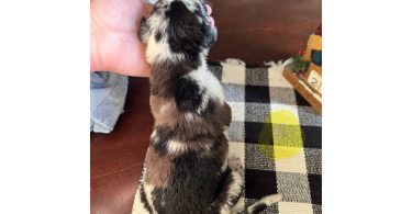German Shepherd Great Dane mix puppies