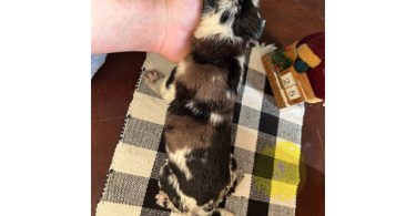 German Shepherd Great Dane mix puppies