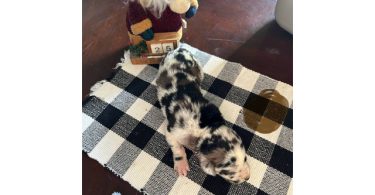 German Shepherd Great Dane mix puppies