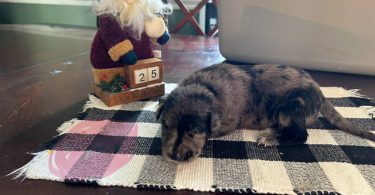 German Shepherd Great Dane mix puppies