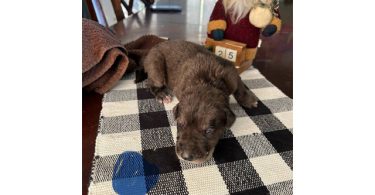 German Shepherd Great Dane mix puppies