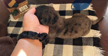 German Shepherd Great Dane mix puppies