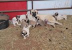 9 Anatolian/Great Pyrenees puppies available