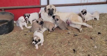 9 Anatolian/Great Pyrenees puppies available