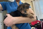 Teacup Yorkie male puppies for sale