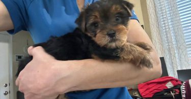 Teacup Yorkie male puppies for sale