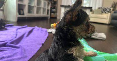 Teacup Yorkie male puppies for sale