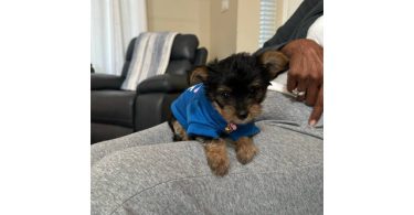 Teacup Yorkie male puppies for sale