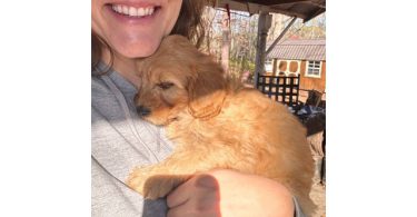2 remaining Mini Goldendoodles