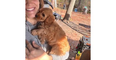 2 remaining Mini Goldendoodles