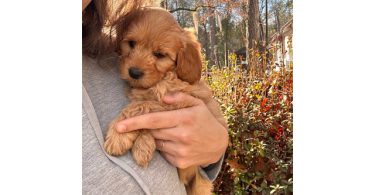 2 remaining Mini Goldendoodles