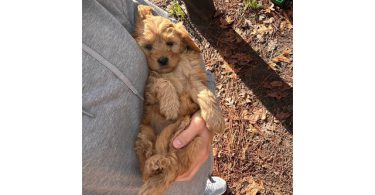 2 remaining Mini Goldendoodles