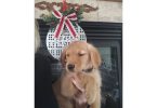 AKC Christmas golden retriever puppies