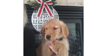 AKC Christmas golden retriever puppies