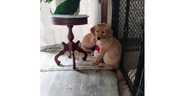 AKC Christmas golden retriever puppies