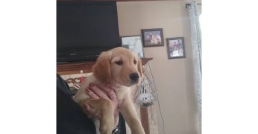 AKC Christmas golden retriever puppies
