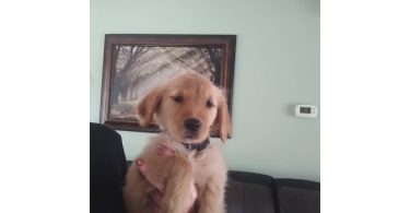 AKC Christmas golden retriever puppies
