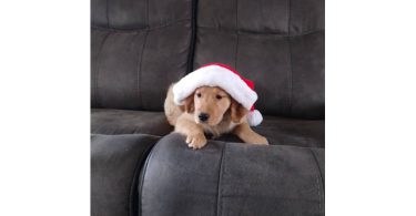 AKC Christmas golden retriever puppies