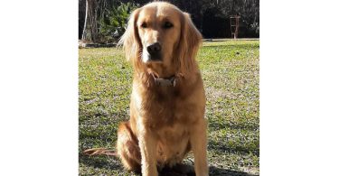 AKC Christmas golden retriever puppies