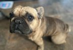 Male French Bulldog for sale