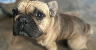 Male French Bulldog for sale