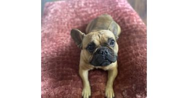 Male French Bulldog for sale
