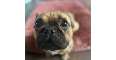 Male French Bulldog for sale