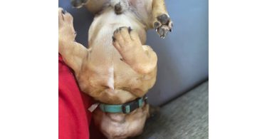 Male French Bulldog for sale