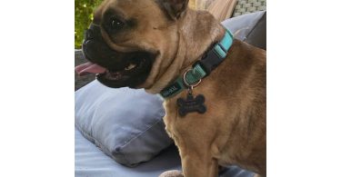 Male French Bulldog for sale