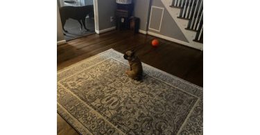 Male French Bulldog for sale