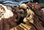 Deer head boy Chihuahua puppy