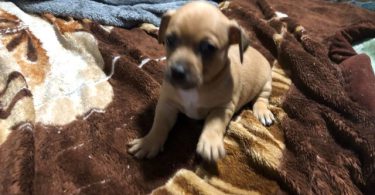 Deer head boy Chihuahua puppy