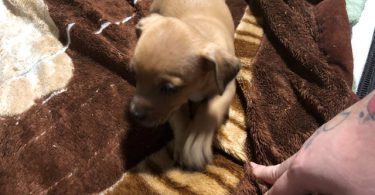 Deer head boy Chihuahua puppy