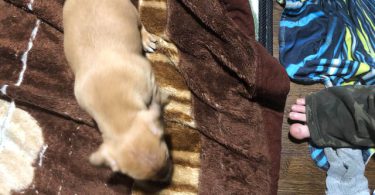 Deer head boy Chihuahua puppy