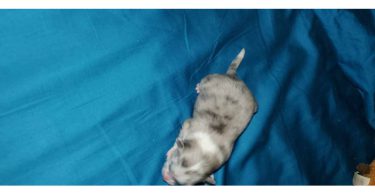 3 cute and healthy Pomeranian babies