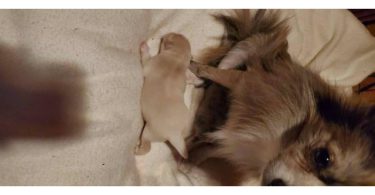 3 cute and healthy Pomeranian babies