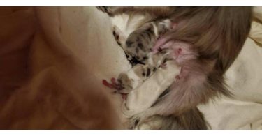 3 cute and healthy Pomeranian babies