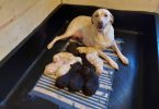 Chocolate and Yellow Lab puppies
