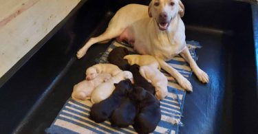 Chocolate and Yellow Lab puppies